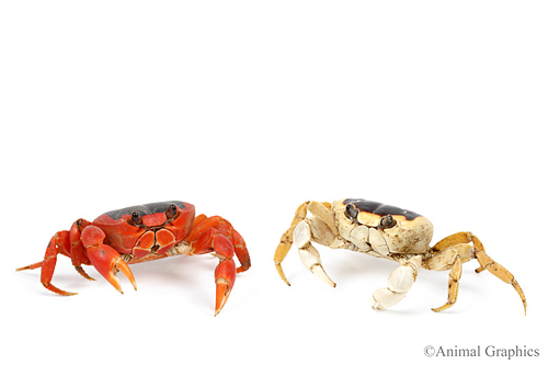 picture of Halloween Crab Sml                                                                                   Gecarcinus quadratus
