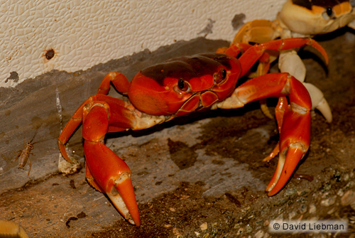 picture of Halloween Crab Med                                                                                   Gecarcinus quadratus