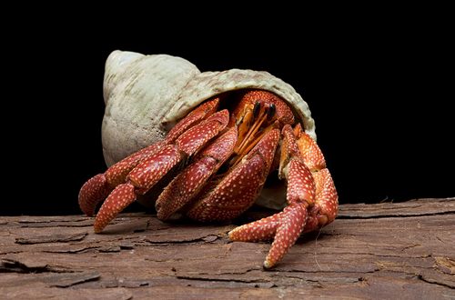 picture of Strawberry Hermit Crab Med                                                                           Coenobita perlatus