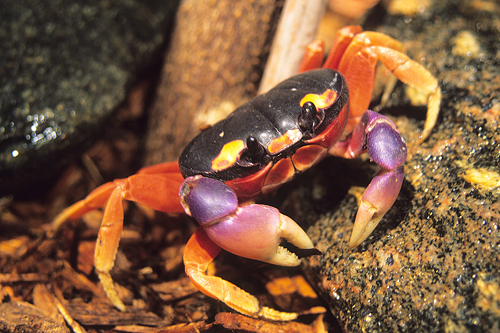 picture of Rainbow Crab Sml                                                                                     Cardisoma armatum