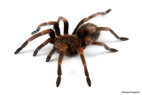 picture of Mexican Red Knee Tarantula Spiderling                                                                Brachypelma smithi