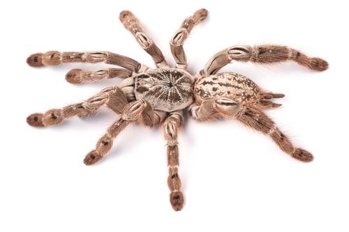 picture of Ornamental Baboon Tarantula Sml                                                                      Heteroscodra maculata
