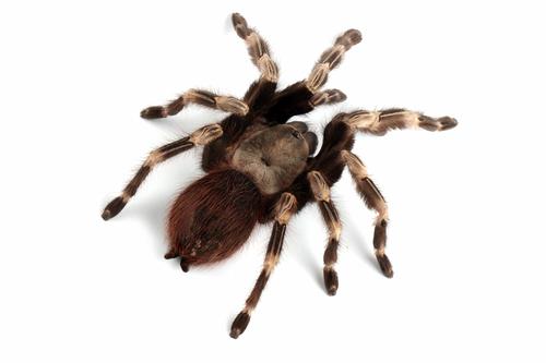 picture of Brazilian Red & White Tarantula Sml                                                                  Nhandu chromatus