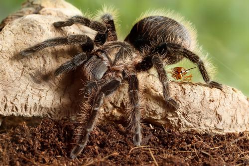 picture of Curlyhair Tarantula Sml                                                                              Brachypelma albopilosum