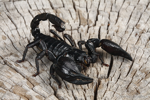 picture of Asian Black Forest Scorpion Sml                                                                      Heterometrus longimanus