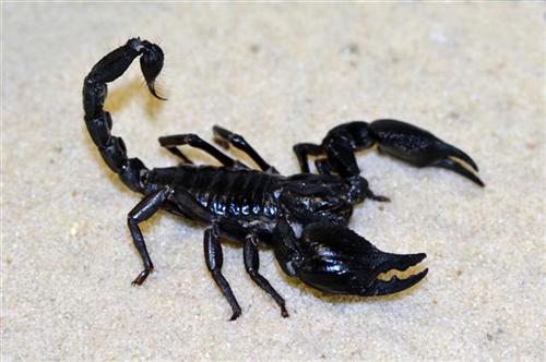 picture of Asian Black Forest Scorpion Med                                                                      Heterometrus longimanus