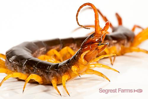 picture of Vietnamese Giant Centipede Lrg                                                                       Scolopendra subspinipes