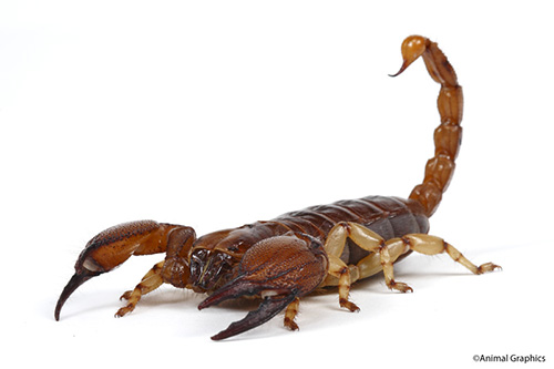 picture of Burrowing Scorpion Med                                                                               Opistohthalmus glabrifons