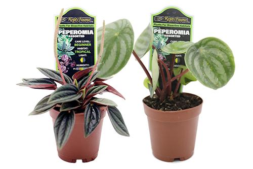 picture of ReptiFauna™ Assorted Peperomia - Tropical 2