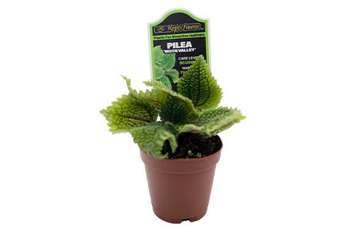 picture of ReptiFauna™ Pilea 'Moon Valley' - Tropical 2