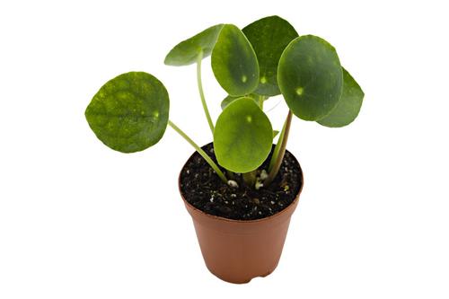 picture of ReptiFauna™ Chinese Money Plant - Tropical 2