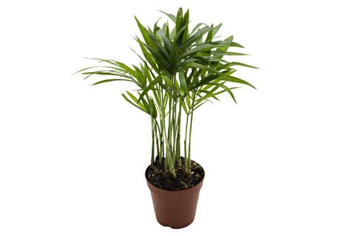 picture of ReptiFauna™ Neanthe Bella Palm - Tropical 2