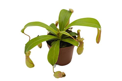 picture of ReptiFauna™ Pitcher Plant - Tropical 2