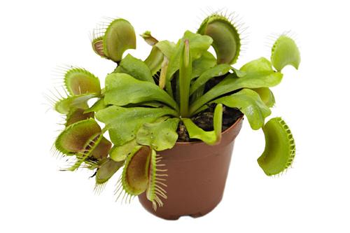 picture of ReptiFauna™ Venus Fly Trap - Tropical 2