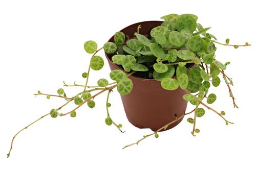 picture of ReptiFauna™ String of Turtles Peperomia - Tropical 2