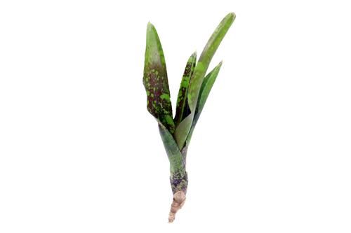 picture of ReptiFauna™ Guacamole Bromeliad Plant Reg                                                            Neoregelia 'Guacamole'