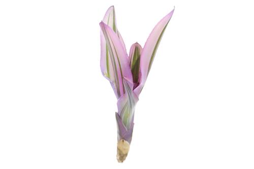 picture of ReptiFauna™ Pink Magic Bromeliad Plant Reg                                                           Neoregelia 'Pink Magic'