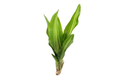 picture of ReptiFauna Broken Heart Bromeliad Plant Reg                                                          Neoregelia 'Broken Heart