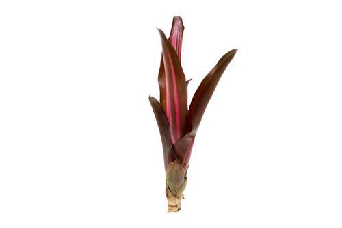 picture of ReptiFauna™ Bordeaux Bromeliad Plant Reg                                                             Neoregelia 'Bordeaux