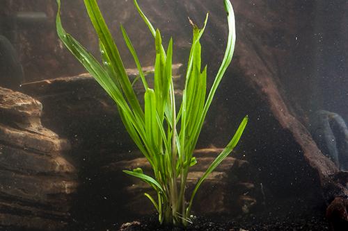 picture of Cryptocoryne Spiralis Potted Reg                                                                     Cryptocoryne spiralis