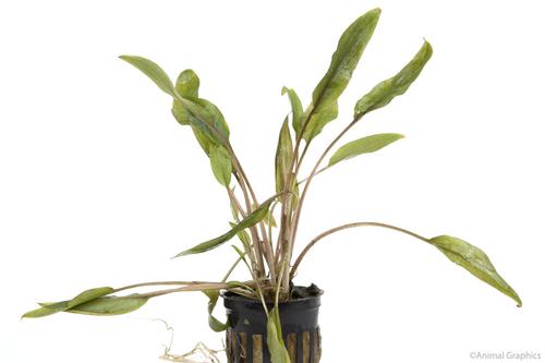 picture of Red Cryptocoryne Wendtii Potted Reg                                                                  Cryptocoryne wendtii