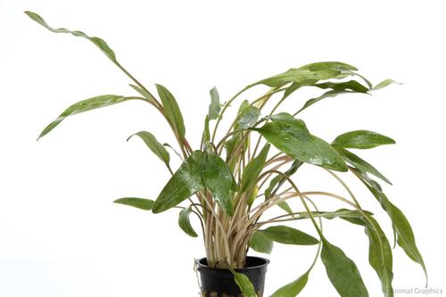 picture of Cryptocoryne Lutea Potted Xlg                                                                        Cryptocoryne lutea