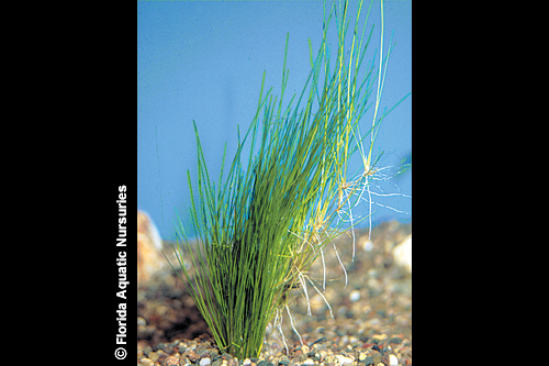 picture of Dwarf Hairgrass Potted Reg                                                                           Eleocharis parvula
