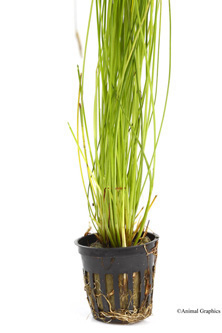 picture of Giant Hairgrass Potted Reg                                                                           Eleocharis montevidensis