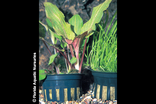 picture of Assorted Potted Plant Reg                                                                            Echinodorus spp.