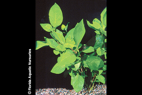 picture of Cherry Hedge Potted Reg                                                                              Alternanthera ficoidea