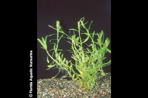 picture of Heteranthera Zosterifolia Plant Bunched Reg                                                          Heteranthera zosterifolia