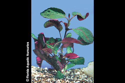 picture of Purple Waffle Plant Bunched Reg                                                                      Hemigraphis exotica