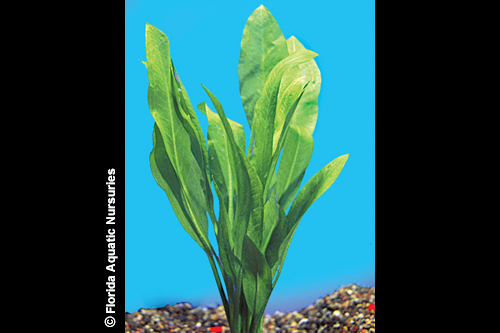 picture of Amazon Sword Plant Reg                                                                               Echinodorus bleheri