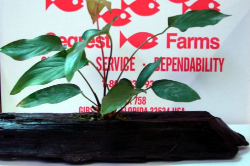 picture of Anubias Hastifolia Plant On Driftwood                                                                Anubias barteri hastifolia