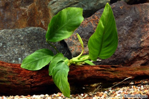 picture of Anubias Nana Plant On Driftwood                                                                      Anubias barteri var. nana