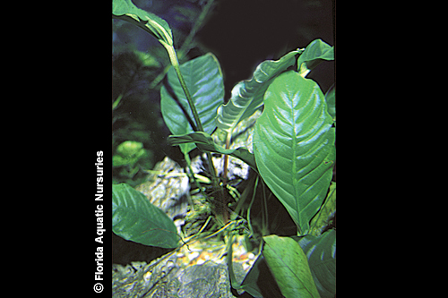 picture of Anubias Coffefolia Plant Reg                                                                         Anubias barteri var. coffeefolia