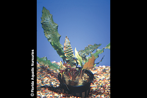 picture of Red Cryptocoryne Wendtii Plant Med                                                                   Cryptocoryne wendtii