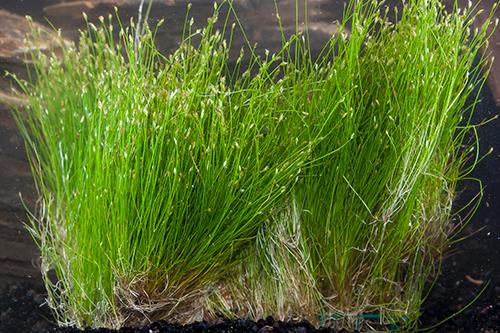 picture of Dwarf Hairgrass Plant Mat 3