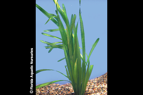 picture of Jungle Vallisneria Plant Reg                                                                         Vallisneria americana var. americana