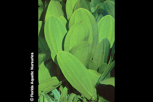 picture of Melon Sword Plant Reg                                                                                Echinodorus osiris