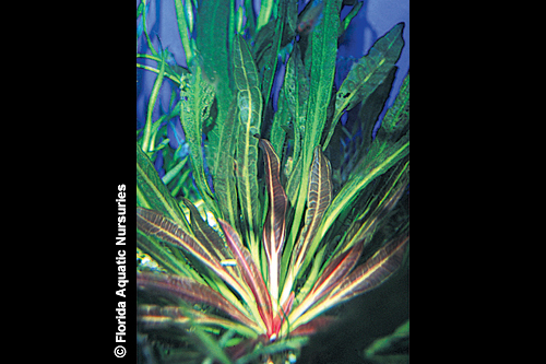 picture of Red Rubin Sword Plant Med                                                                            Echinodorus rubin