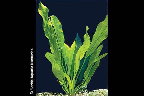 picture of Ruffle Sword Plant Reg                                                                               Echinodorus martii