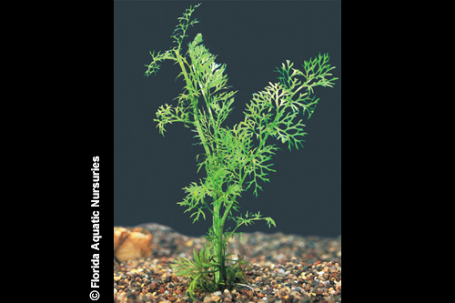 picture of Water Sprite Plant Reg                                                                               Ceratopteris thalictroides