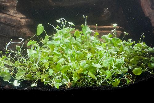 picture of Dwarf Pennywort Plant Mat 3