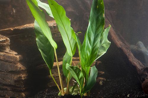 picture of Anubias Minima Plant Med                                                                             Anubias minima