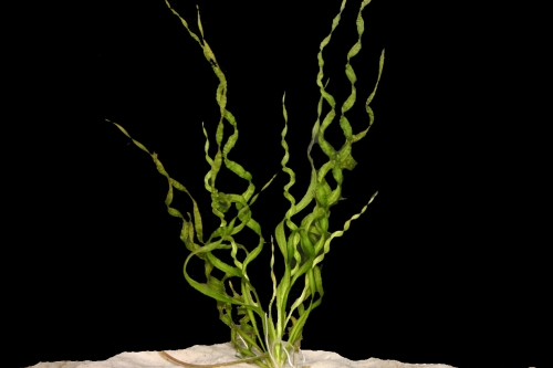 picture of Vesuvius Sword Plant Med                                                                             Echinodorus angustifolia 'Vesuvius'