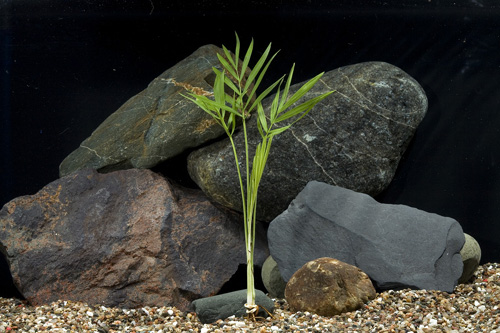 picture of Bella Palm Plant Reg                                                                                 Chamaedorea elegans