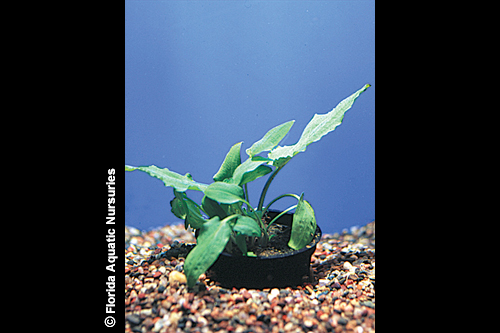 picture of Green Cryptocoryne Wendtii Plant Med                                                                 Cryptocoryne wendtii