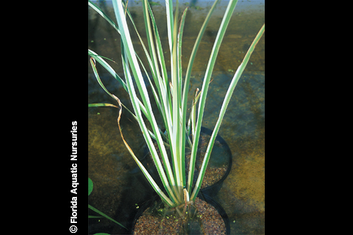 picture of Acorus Variegatus Plant                                                                              Acorus variegatus
