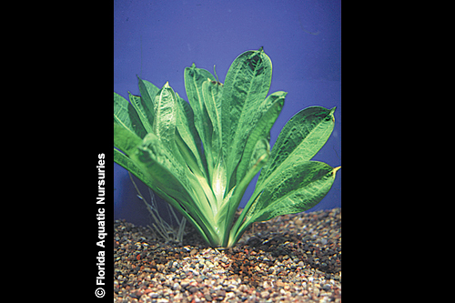 picture of Rosette Sword Plant Med                                                                              Echinodorus parviflorus 'Tropica'
